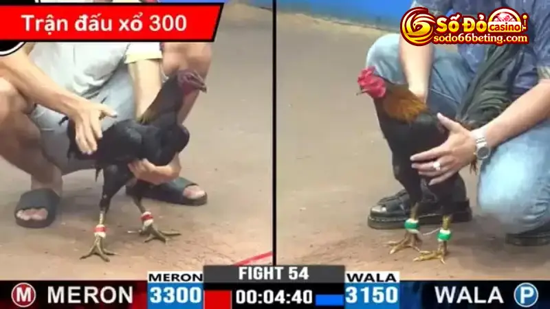 Chơi đá gà cựa dao trực tiếp có tính giải trí cao và chi phí tham gia rẻ