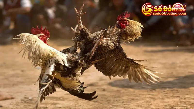 Công thức đặt cược đá gà cựa dao trực tiếp cho người mới và lâu năm