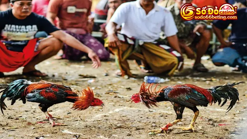 Theo dõi điểm khác nhau giữa gà trực tiếp và gà offline