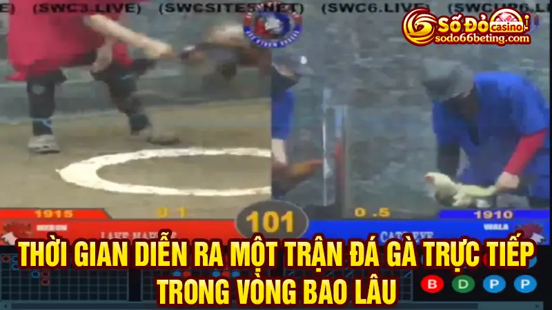 Thời gian diễn ra một trận đá gà trực tiếp trong vòng bao lâu